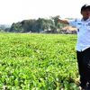 Bupati Kuningan saat meninjau waduk Darma yang dipenuhi eceng gondok.